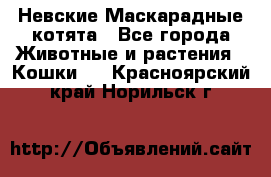 Невские Маскарадные котята - Все города Животные и растения » Кошки   . Красноярский край,Норильск г.